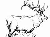 Elk Coloring Pages Bull Printable Getcolorings Getdrawings sketch template
