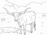 Coloring Longhorn Texas Pages Cow Drawing Printable Baby Cattle Color Flag Angus Longhorns Supercoloring Dairy Kids China Ausmalbild Pig Drawings sketch template