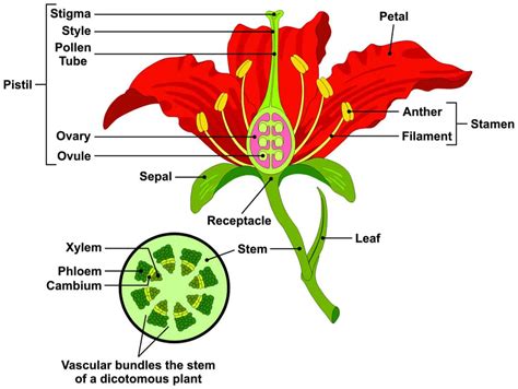 parts   flower  plant   functions  diagrams flower