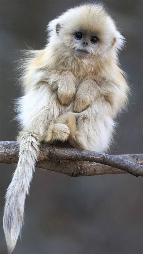 cute monkey rnatureisfuckinglit