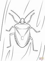 Bug Stink Coloring Brown Drawing Pages Marmorated Bugs True sketch template