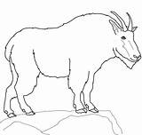 Goat Mountain Coloring Pages Drawing Goats Baby Boer Printable Color Rocky Clipart Cute La Nubian Getdrawings Supercoloring Compromise Pygmy Animals sketch template
