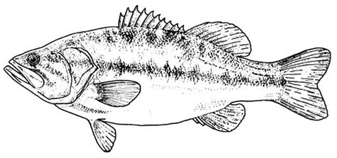 texas largemouth bass fish coloring pages  place  color fish