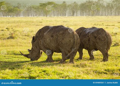 white rhino  lake nakuru national park stock image image