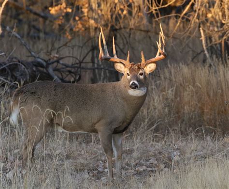 big white tailed deer buck  sunrise ray  flickr