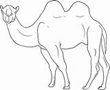 Colorat Camel Camila Desene Planse Salbatice Fise Camile Mamifere Dragoart Conteaza Educatia Dromader Piramide sketch template