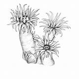 Anemone Sea Anemones Drawing Sketch Clipart School Drawings Intermediate Wesley Alex Sketches Ink Getdrawings Plants Clipground Paintingvalley Deep Animal sketch template