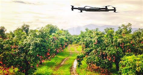 drone   benefits   fruit production industry