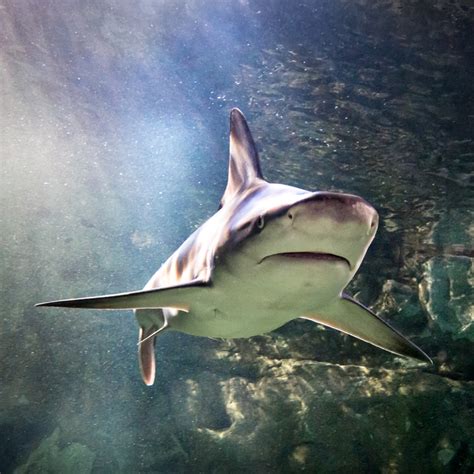 sharks sea life orlando aquarium