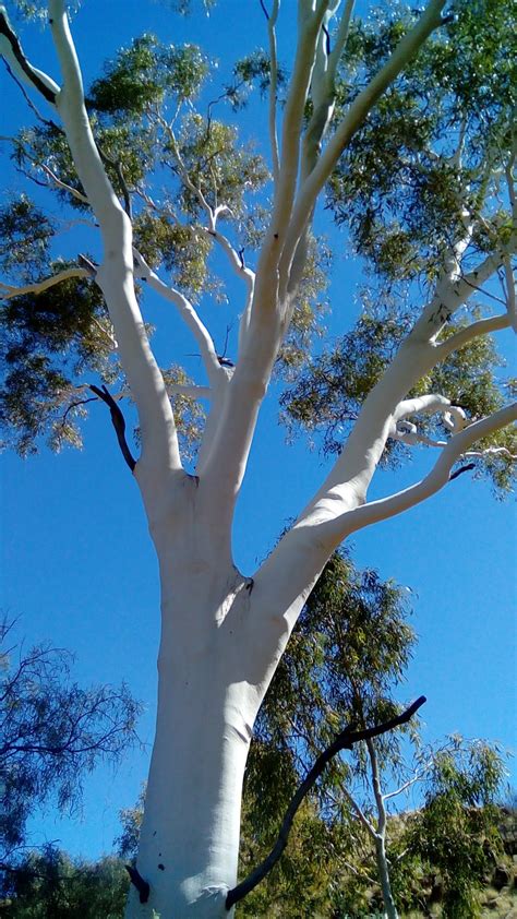 species identification   tall white tree  central australia