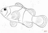 Clown Pesce Poisson Disegno Colorare Pagliaccio Clownfish Coloriage Dessiner Pesci Poissons Colorier Disegnare Nemo Colorato Coloriages sketch template