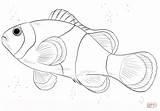 Clown Pesce Disegno Poisson Colorare Pagliaccio Clownfish Coloriage Pesci Realistic Colorier Disegnare Poissons Nemo Colorato Passo Coloriages sketch template