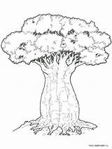 Baobab Coloring Tree Pages Oak Elm Trees Getcolorings Printable Getdrawings Pngkit sketch template