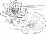 Lily Coloring Printable Pad Pages Coloringme Water Outline Lilies Kids sketch template