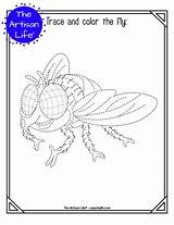 Trace Fly Tracing Insect Pages Color Printable sketch template