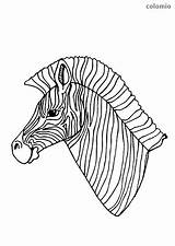 Zebra Head Coloring Sheet Animals sketch template