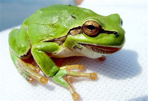 frog pictures freaking news