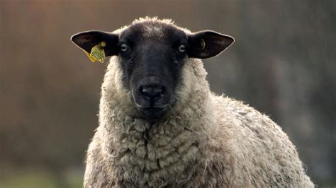 ovce nejsou primitivni chcete vedet proc idnescz
