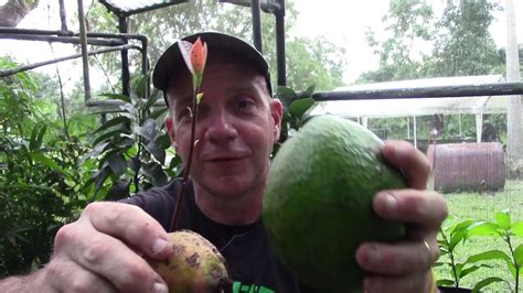 How To Get The Most From Your Home Grown Avocado Tree Youtube