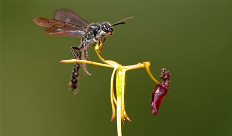 Deceptive Orchids Luring Wasps For Pollination