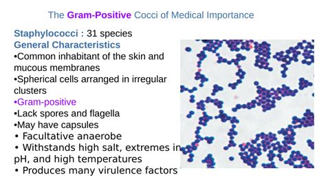 Pdf The Gram Positive Cocci Of Medical Importance
