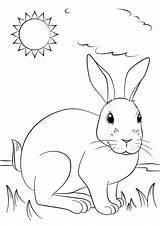Lapin Realiste Rabbits Profite Soleil Pobarvanke Supercoloring Easter sketch template