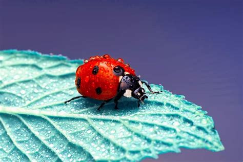 ladybug symbolism  spiritual meanings  ladybugs