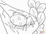 Coloring Pages Ladybug Ladybugs Printable Kids Fly Ready Color Drawing Super sketch template