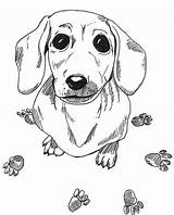 Dog Coloring Pages Dachshund Printable Weiner Wiener Color Sausage Drawing Colouring Dogs Adult Sheets Wood Draw Drawings Animal Doxie Adults sketch template