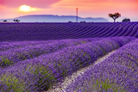 tips  growing lavender hgtv
