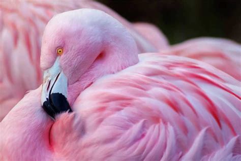 flamingos pink highlights kids