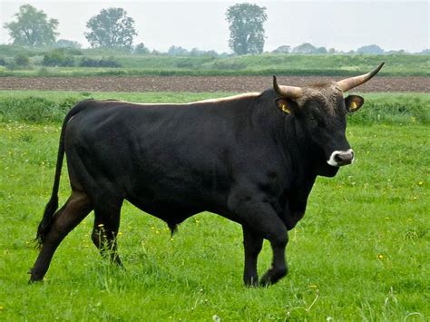 aurochs    return   mountains  central europe european wildlife