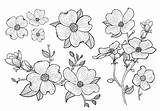 Dogwood Flowers Vector Blossom Drawing Drawn Hand Flower Clipart Getdrawings Vectors Edit sketch template