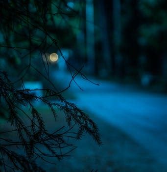 amazing blurred background  pexels