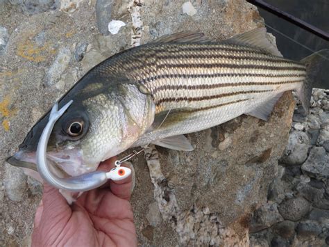 Rhode Island Striped Bass May 2015