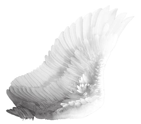 wings white png image purepng  transparent cc png image library