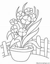 Coloring Orchid Pages Flower Vase Getcolorings Color Comments sketch template