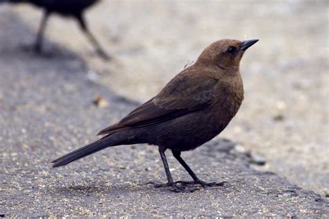 nature  framingham  cute western blackbirds