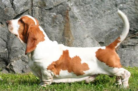 cool facts  basset hounds