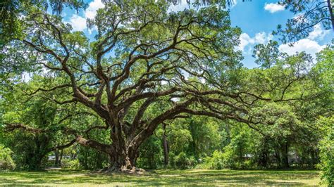 oak care  growing guide tips   trees gardeningetc