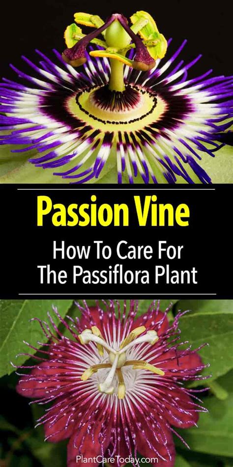 How To Grow And Care For The Passion Vine Passiflora Plant