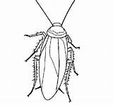 Cockroach Barata Cucaracha Scarafaggio Asas Roach Tudodesenhos Voadora Patas Acolore Insectos Designlooter sketch template