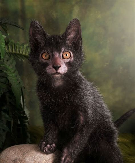 Lykoi Cat Hollywood’s Newest Obsession Highlight