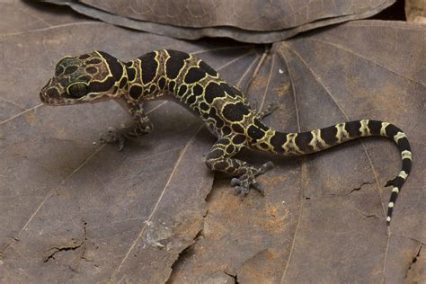 myanmar caves yield    gecko species