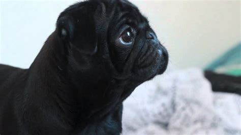 black pug puppy youtube