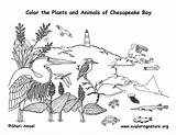 Coloring Bay Chesapeake Animals Nature Pdf West sketch template