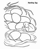 Coloring Hatching Egg Pages Chicken Chick Baby Just First Netart Color Hatch Getdrawings Drawing sketch template
