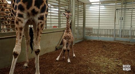 giraf geboren  safaripark beekse bergen themeparkfreaks