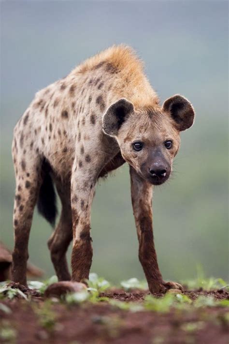 hyenas   skilled hunters spotted hyena hyena wild dogs