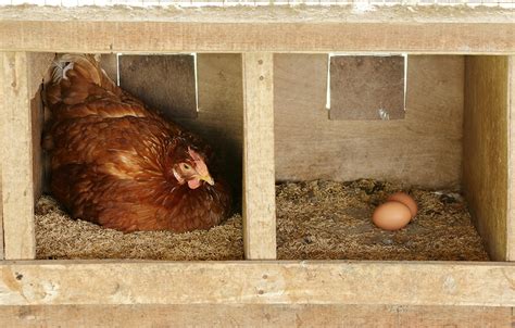 Raising Laying Hens 8 Tips For Lots Of Eggs The Backyard Chicken Farmer